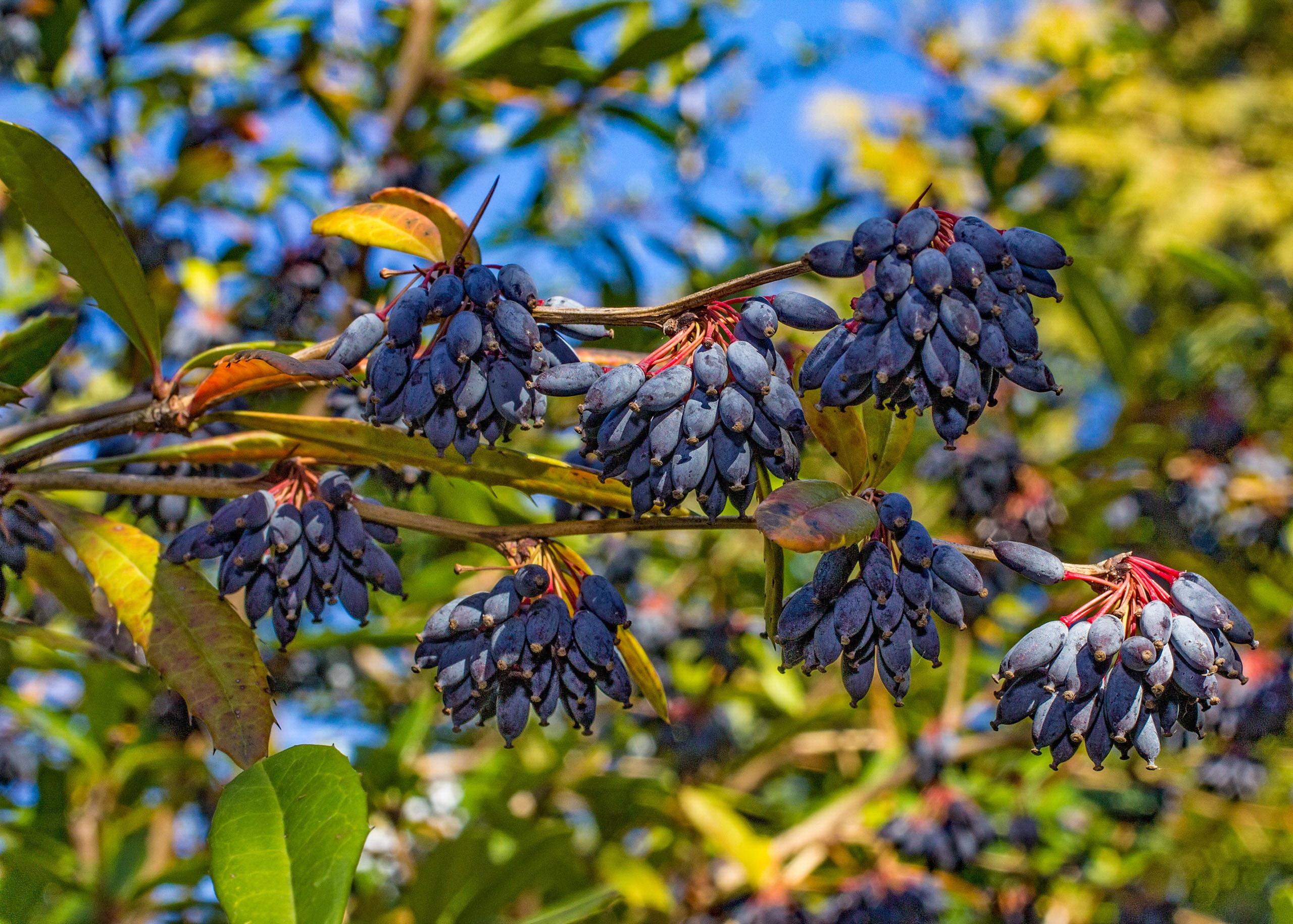 خوشه های زرشک سیاه (Berberis integerrima) روی شاخه در زمان رسیدگی کامل