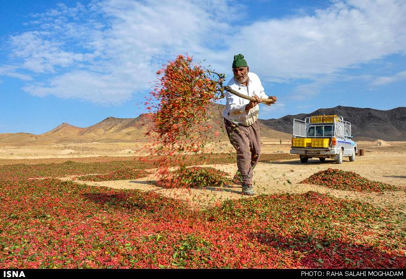 مزارع زرشک در خراسان جنوبی؛ قطب تولید زرشک ایران