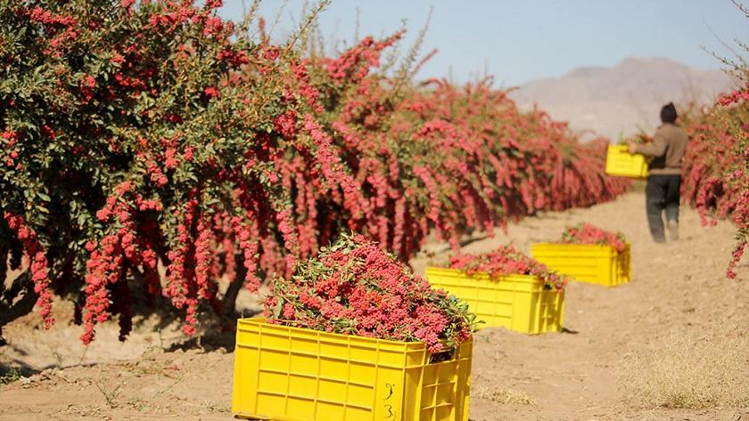 مزرعه زرشک در خراسان جنوبی با بوته های بارده در فصل برداشت