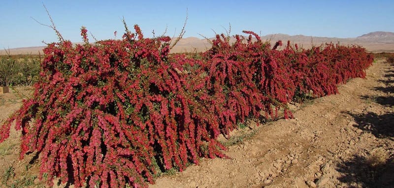 صادرات زرشک به فرانسه