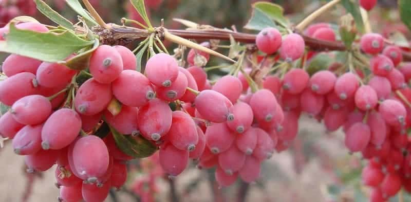 صادرات زرشک به فرانسه