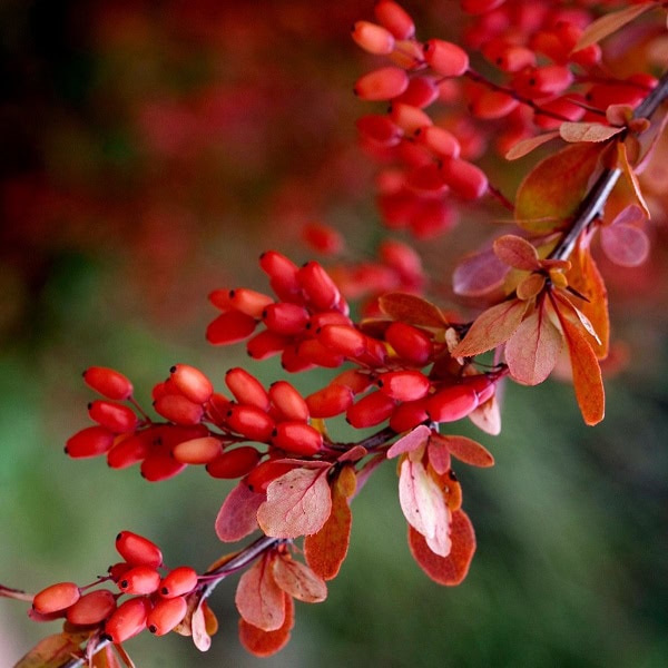 خوشه زرشک